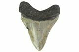 2.91" Fossil Megalodon Tooth - North Carolina - #130767-2